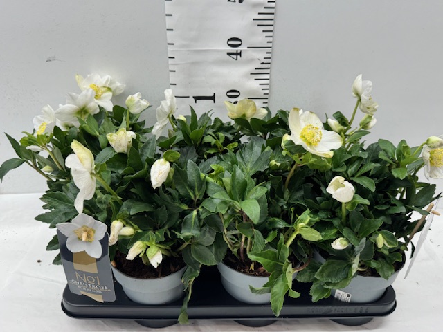 Helleborus 15er