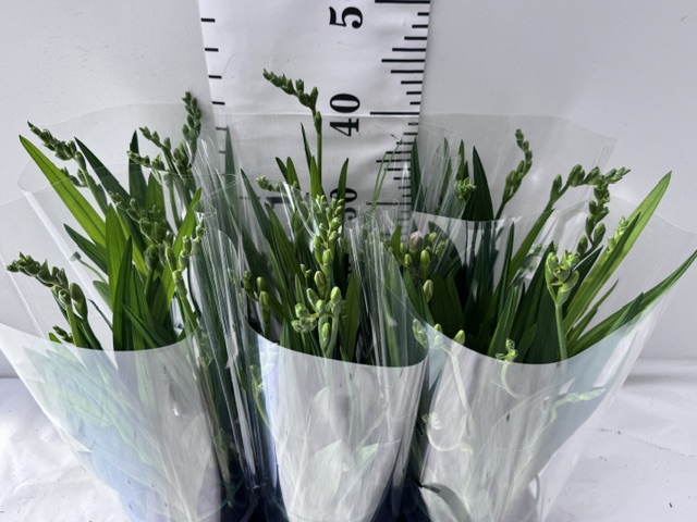 Freesia Fg Lavender