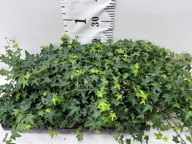 Hedera 9er Ripple Green