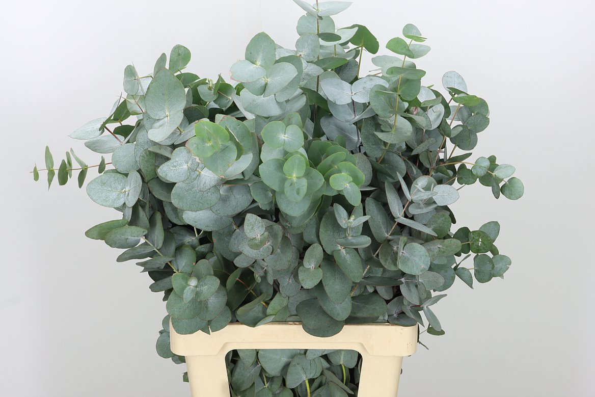 Eucalyptus Cinerea