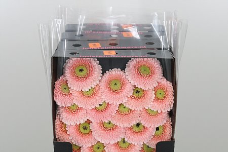Germini Belfi rosa gefüllt