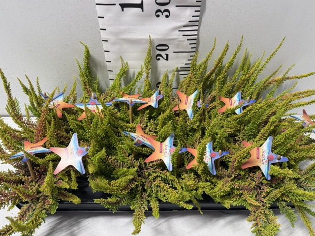 Callunen Sea Star