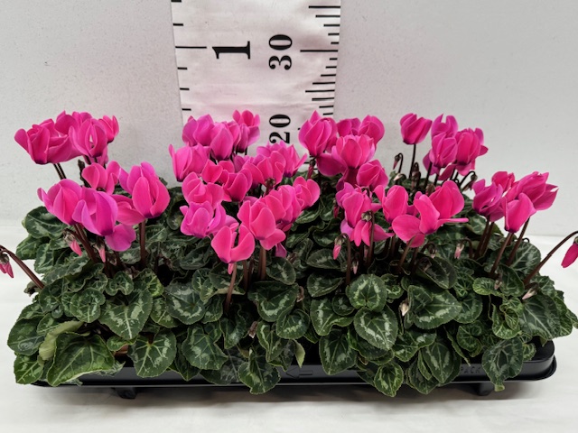 Cyclamen Midi rosa