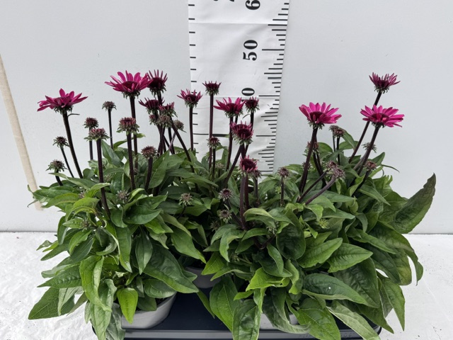 Echinacea pink
