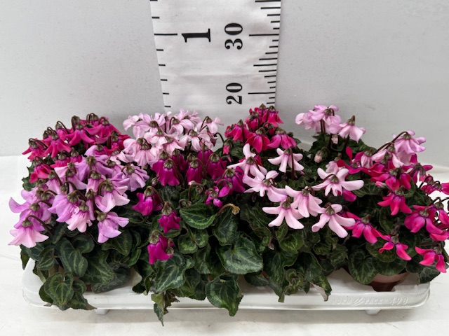 Cyclamen Petticoat