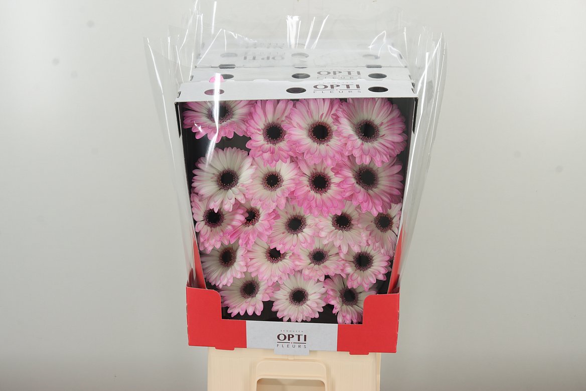 Germini Lollipop rosa