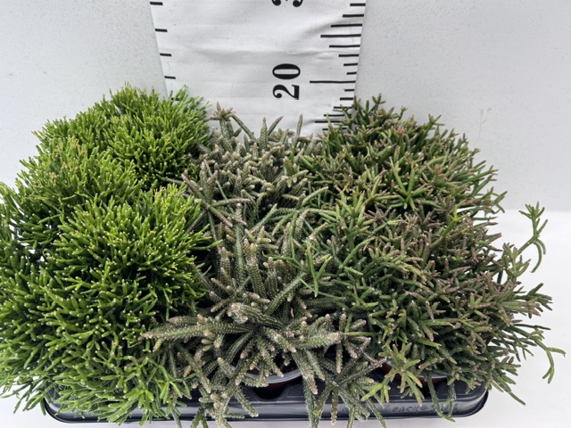 Rhipsalis Gem