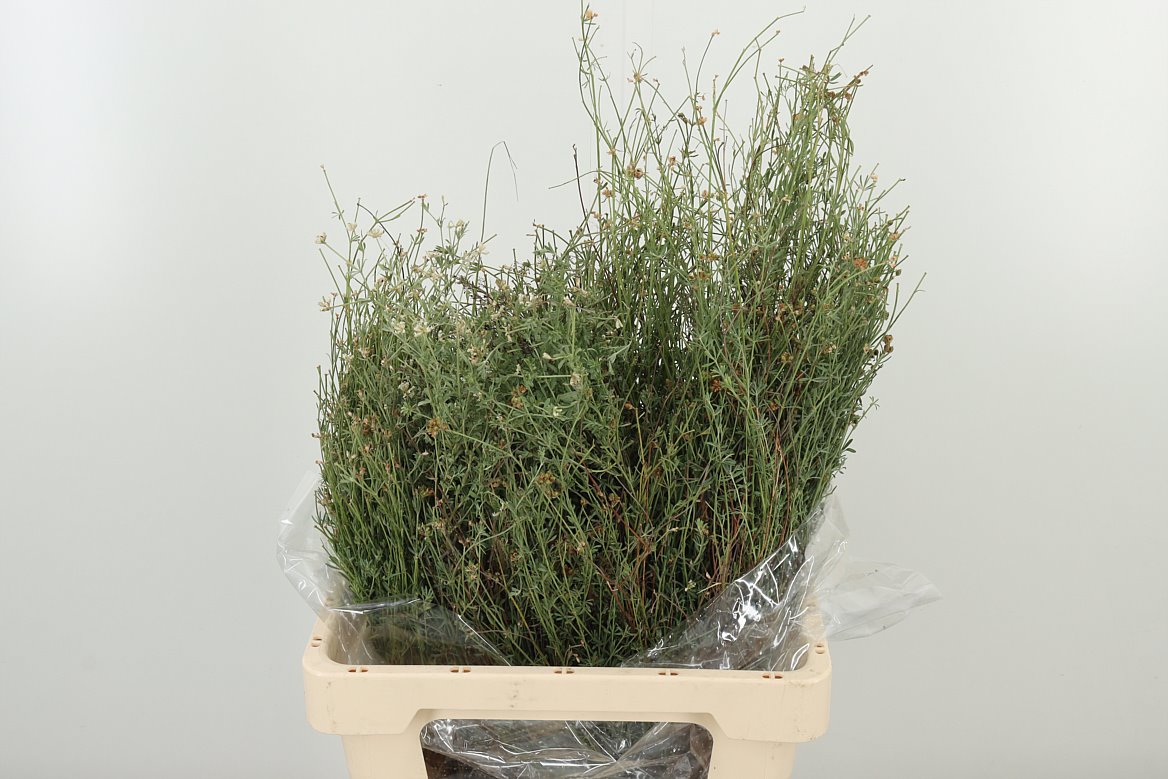 DEC THYME