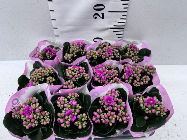 Calan Augusta Mini