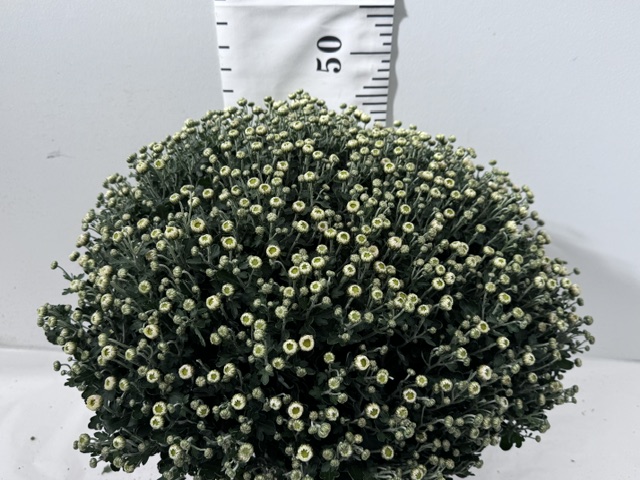 Chrys Busch 19er weiß 50cm
