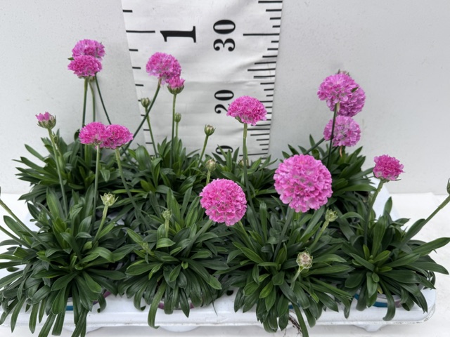 Armeria Dream pink