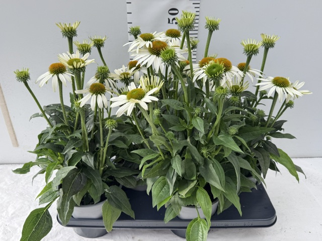 Echinacea weiß