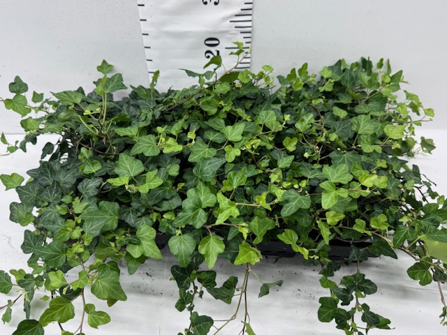 Hedera 9er Wonder
