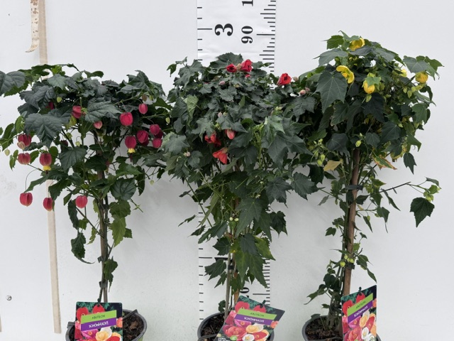 Abutilon Stamm