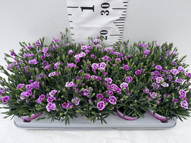 Dianthus Pink Kisses