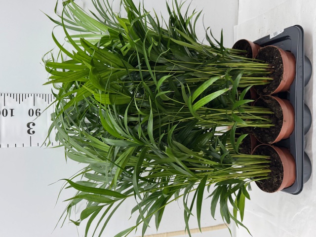Dypsis Lutescens