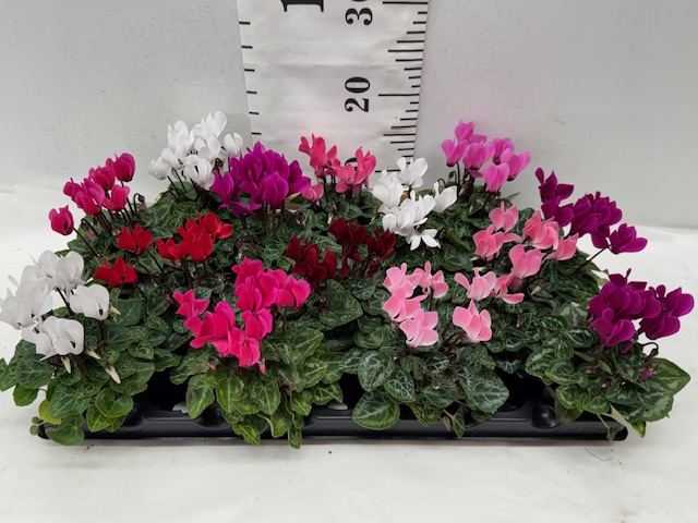Cyclamen Mini Mix