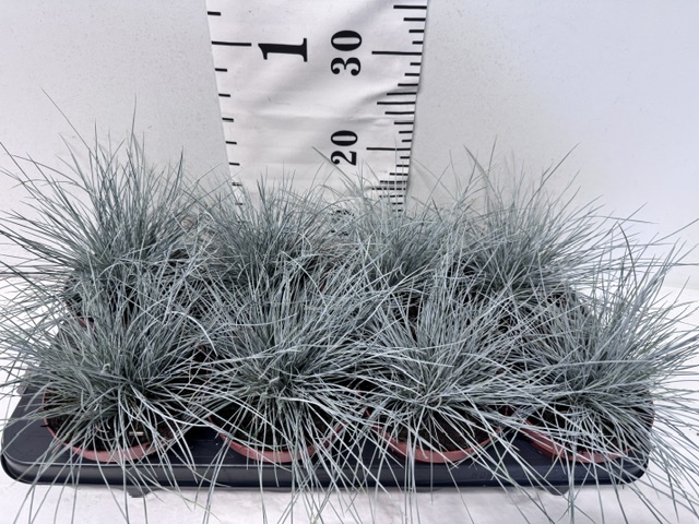 Festuca glauca