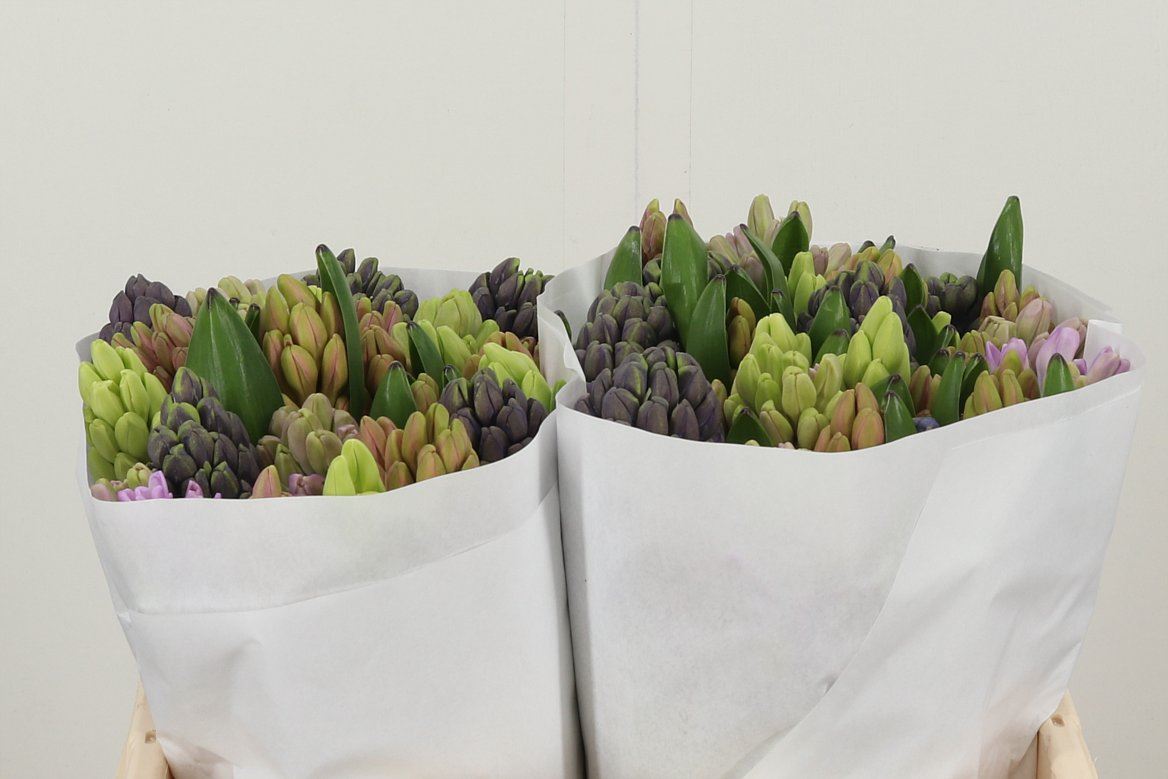 Hyacinthen Mix 4 Farben