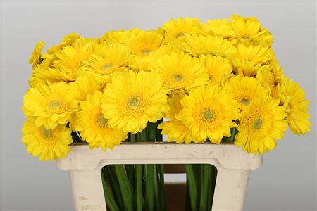 GE MI AQ OKIBANA YELLOW