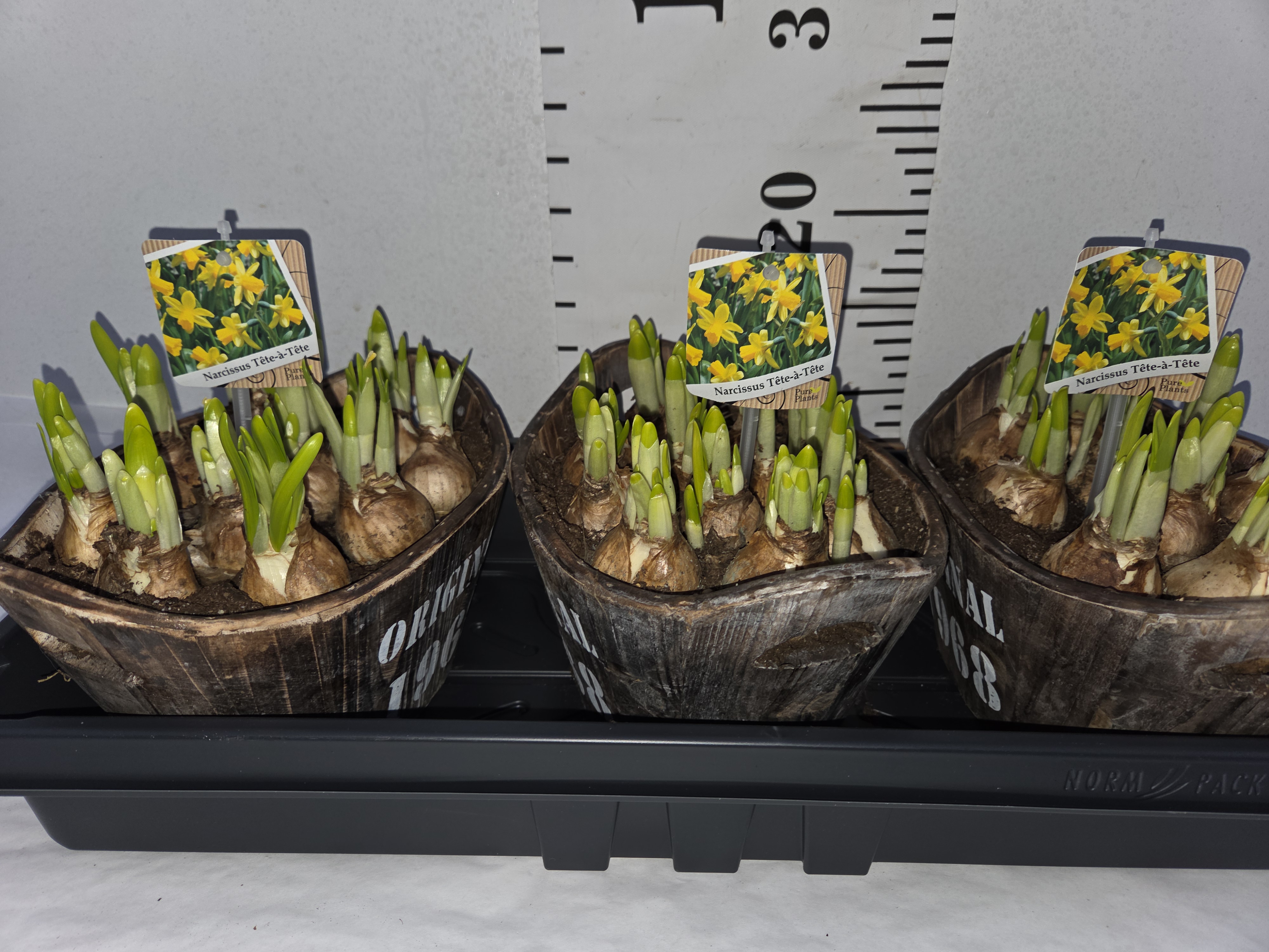 ARR N TETE A TETE IN HOUTEN HENGSEL