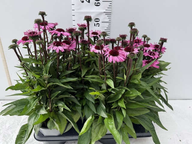 Echinacea rosa