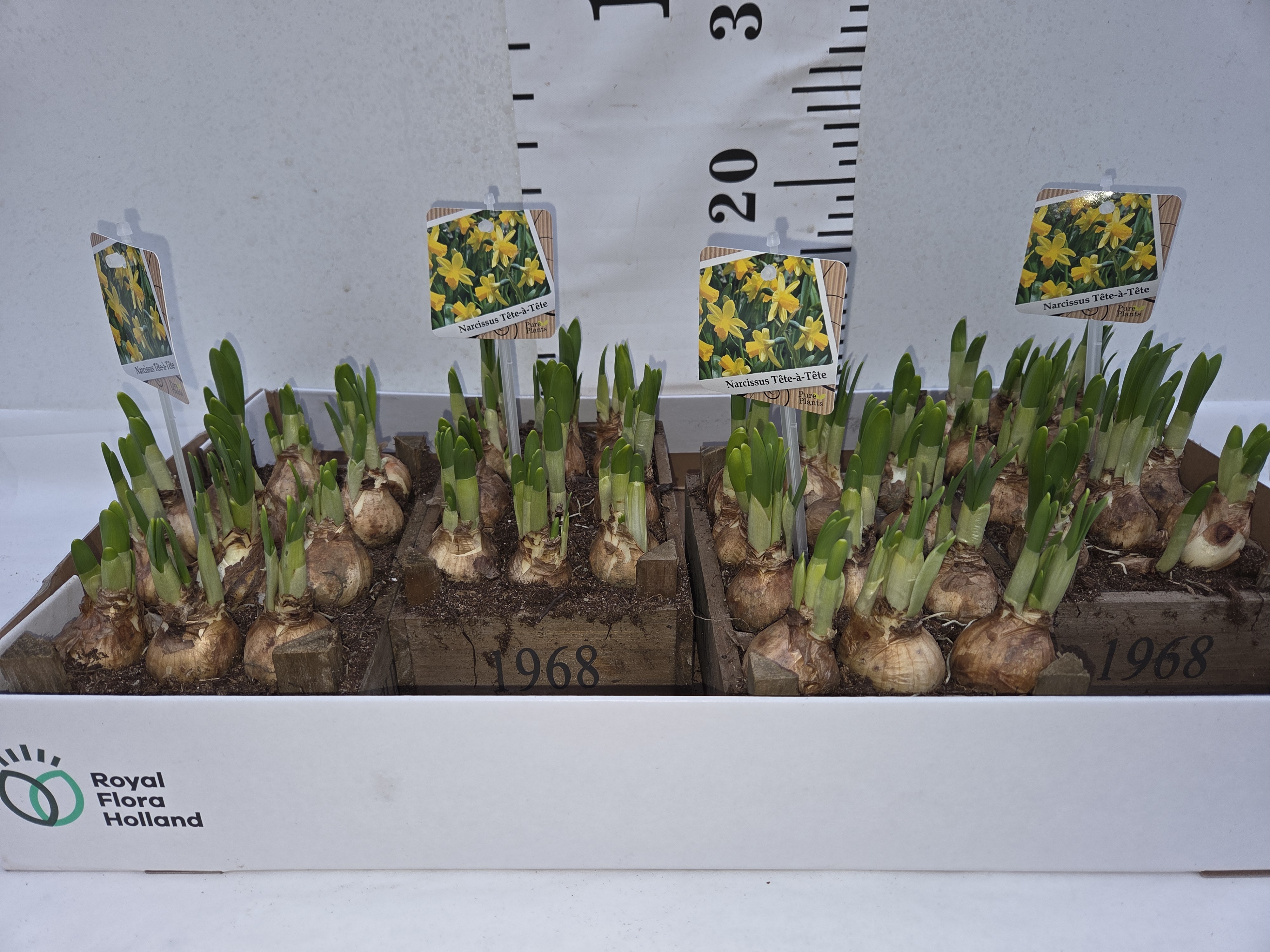 ARR N TETE A TETE IN HOUTEN KISTJE