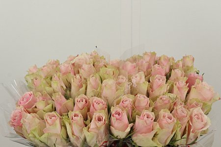R Gr Pink Athena rosa