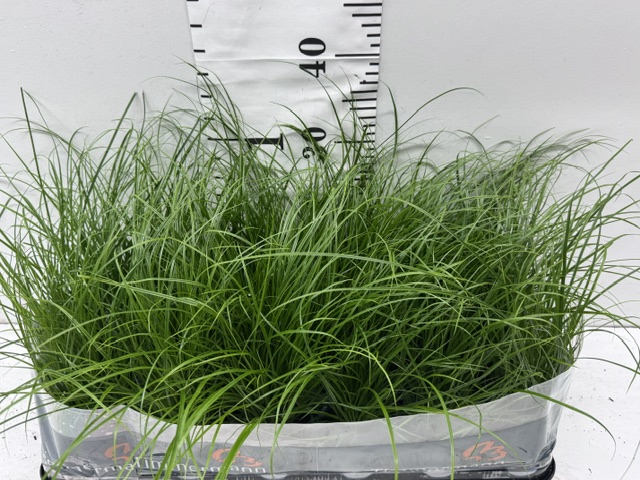 Carex 9er
