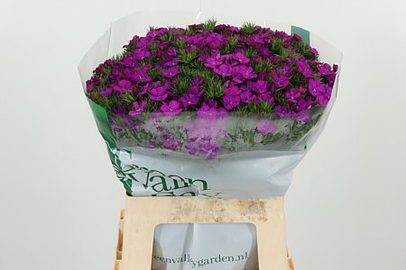 Bartnelken pink