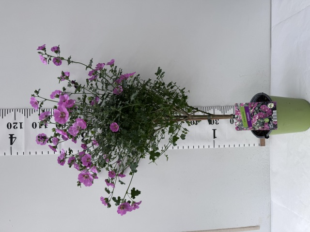 Anisodontea Stamm