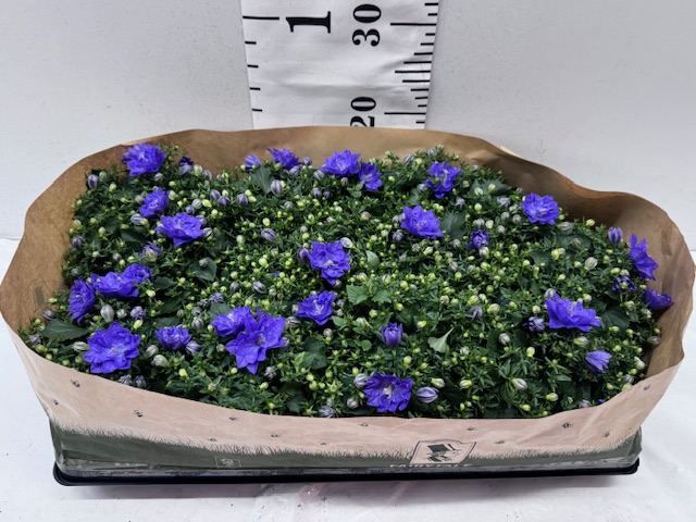 Camp Like Me 11er blau