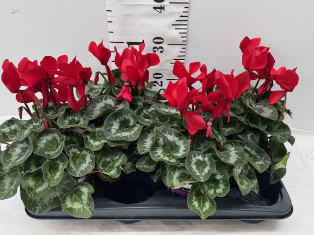 Cyclamen 13er rot
