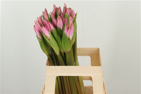 Amarcrinum