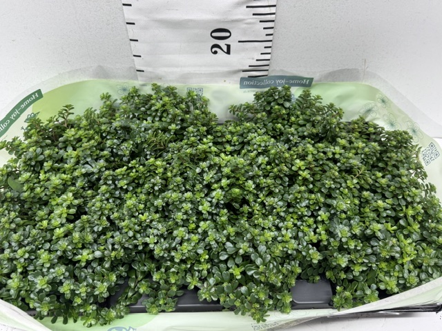 Sedum Makinoi