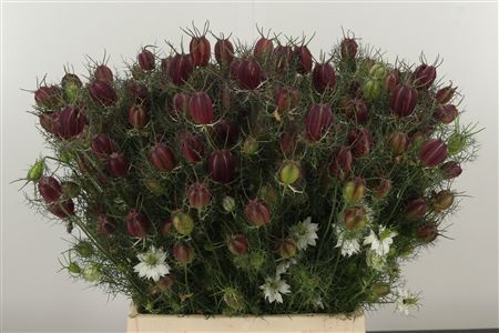 Nigella Kapseln