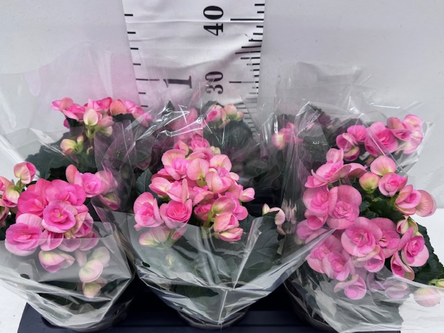 Begonie 13er rosa