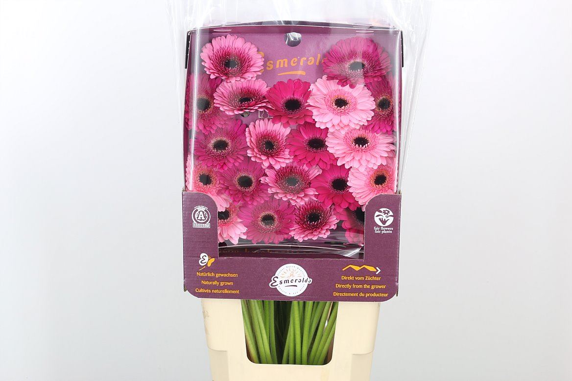 Germini mix rosa-pink
