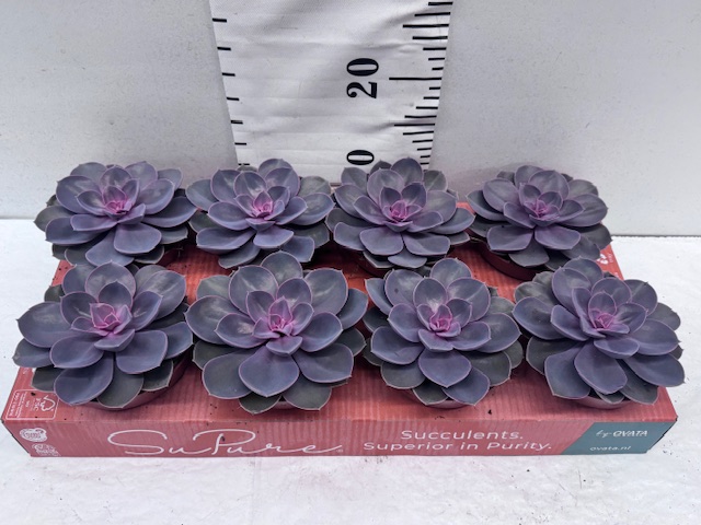 Echeveria Purple Pearl 12er