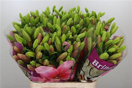 Lilien Brindisi rosa