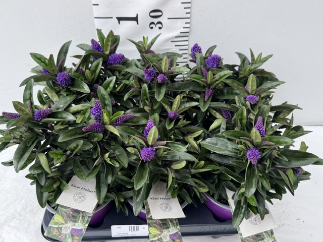 Hebe Matata Blu Kiwi