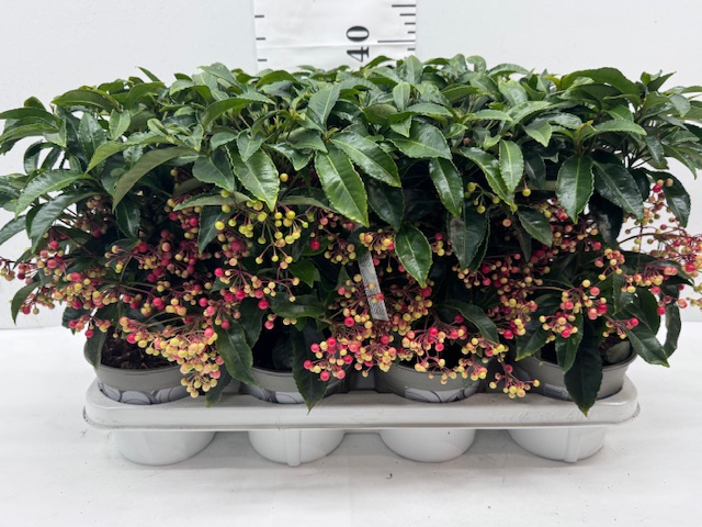 Ardisia - auf 7er Palette