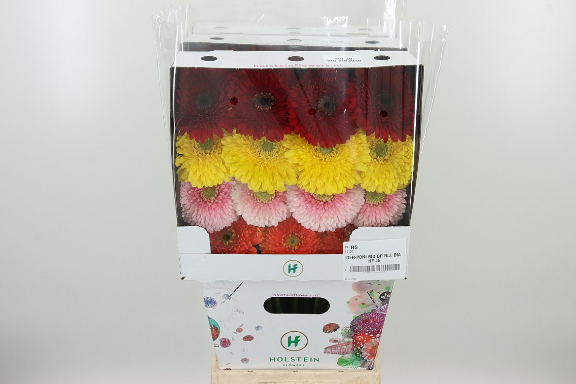 Gerbera mix gefüllt