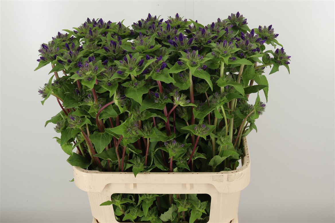 Kopfcampanula blau