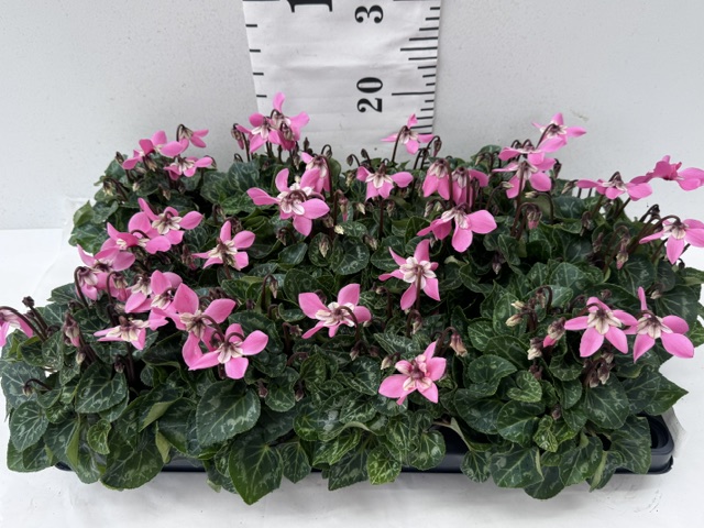 Cyclamen Djix rosa
