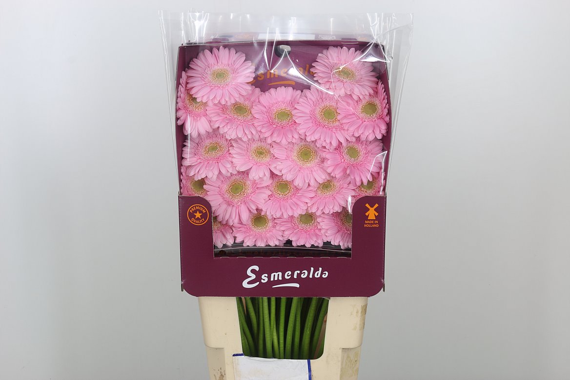 Germini Babble rosa