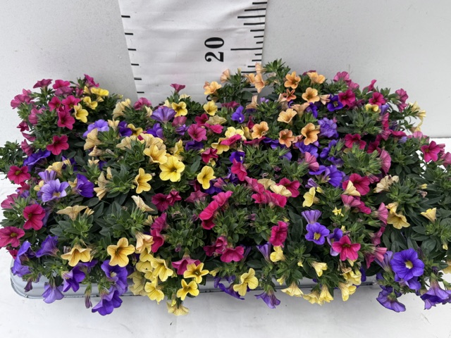 Calibrachoa Carneval