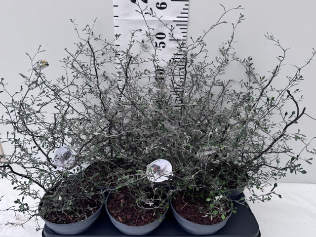 Corokia Cotoneaster