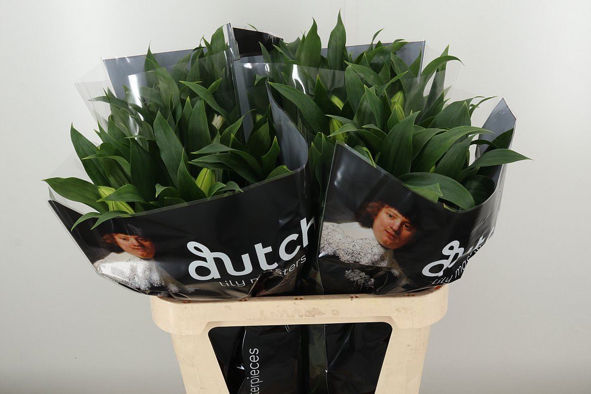 Lilien Oriental weiß