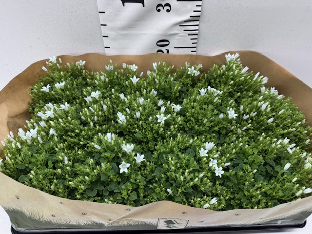 Camp Port 11er weiß